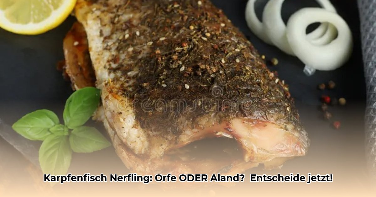 karpfenfisch-nerfling